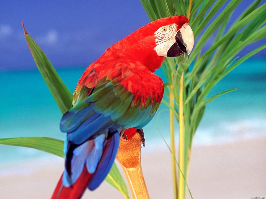 Tropical Colors Parrot