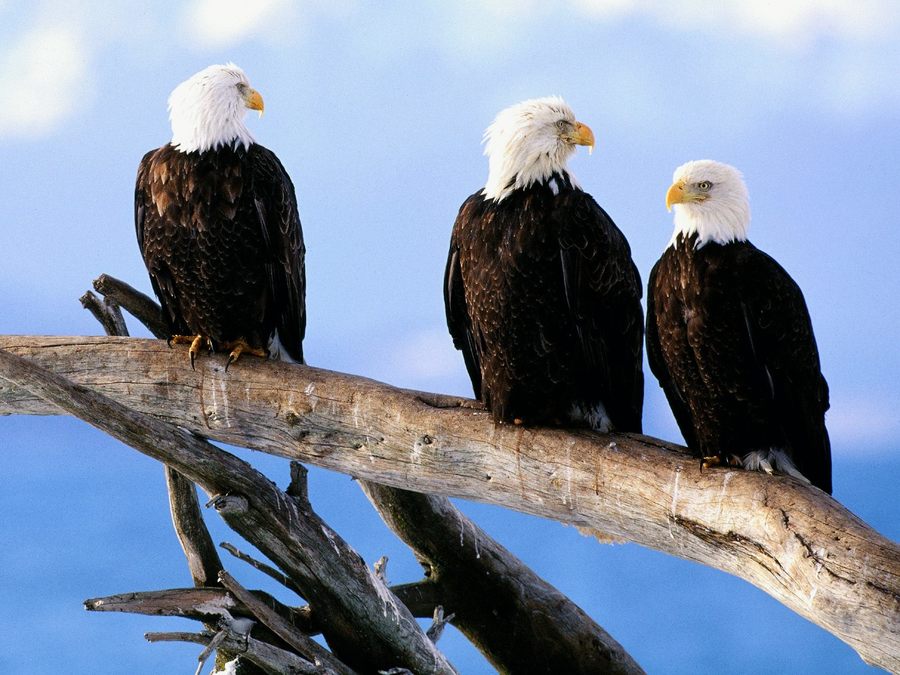 Wild And Bald Eagles