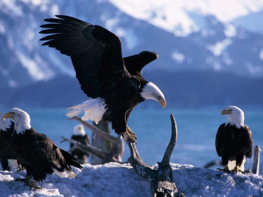 Wings Extended Bald Eagles