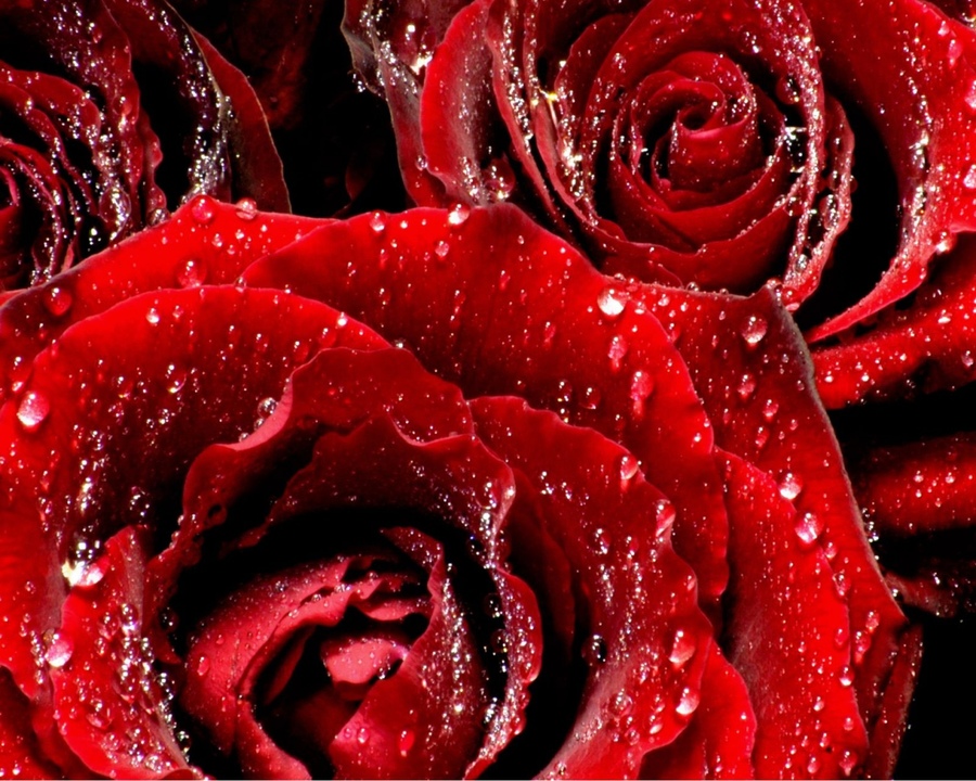 Red Roses Desktop Wallpaper