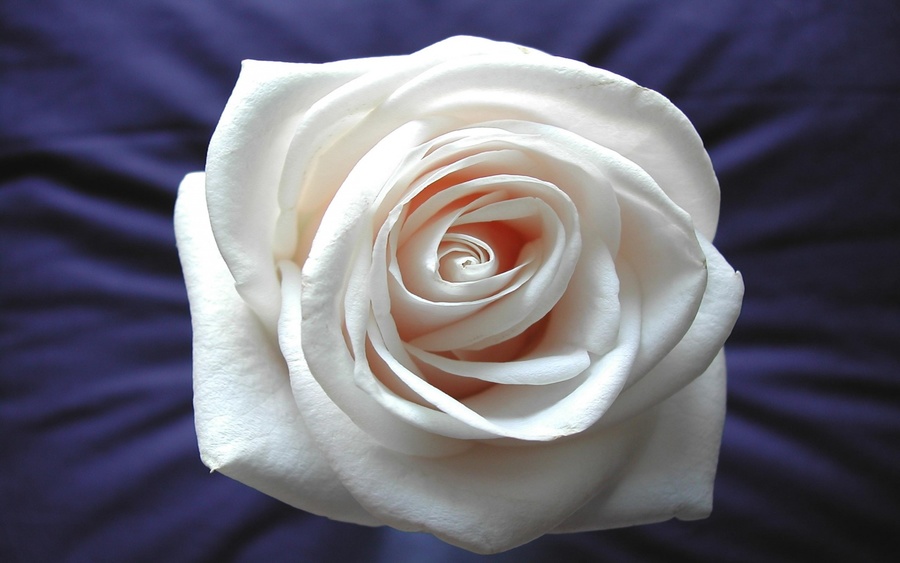 White Rose Desktop Wallpaper