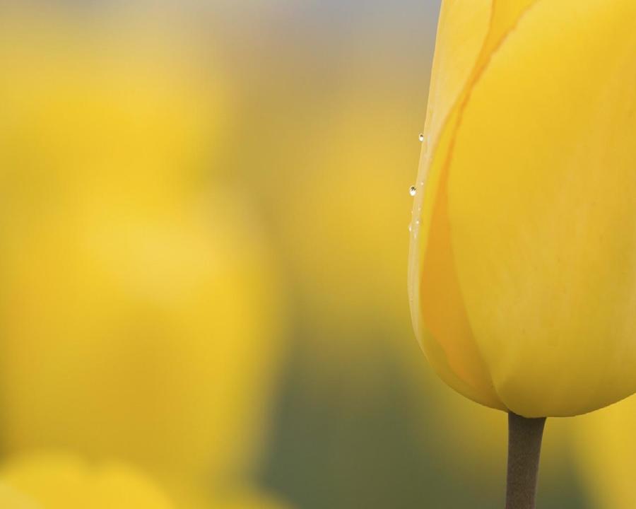 Yellow Bud Blossom