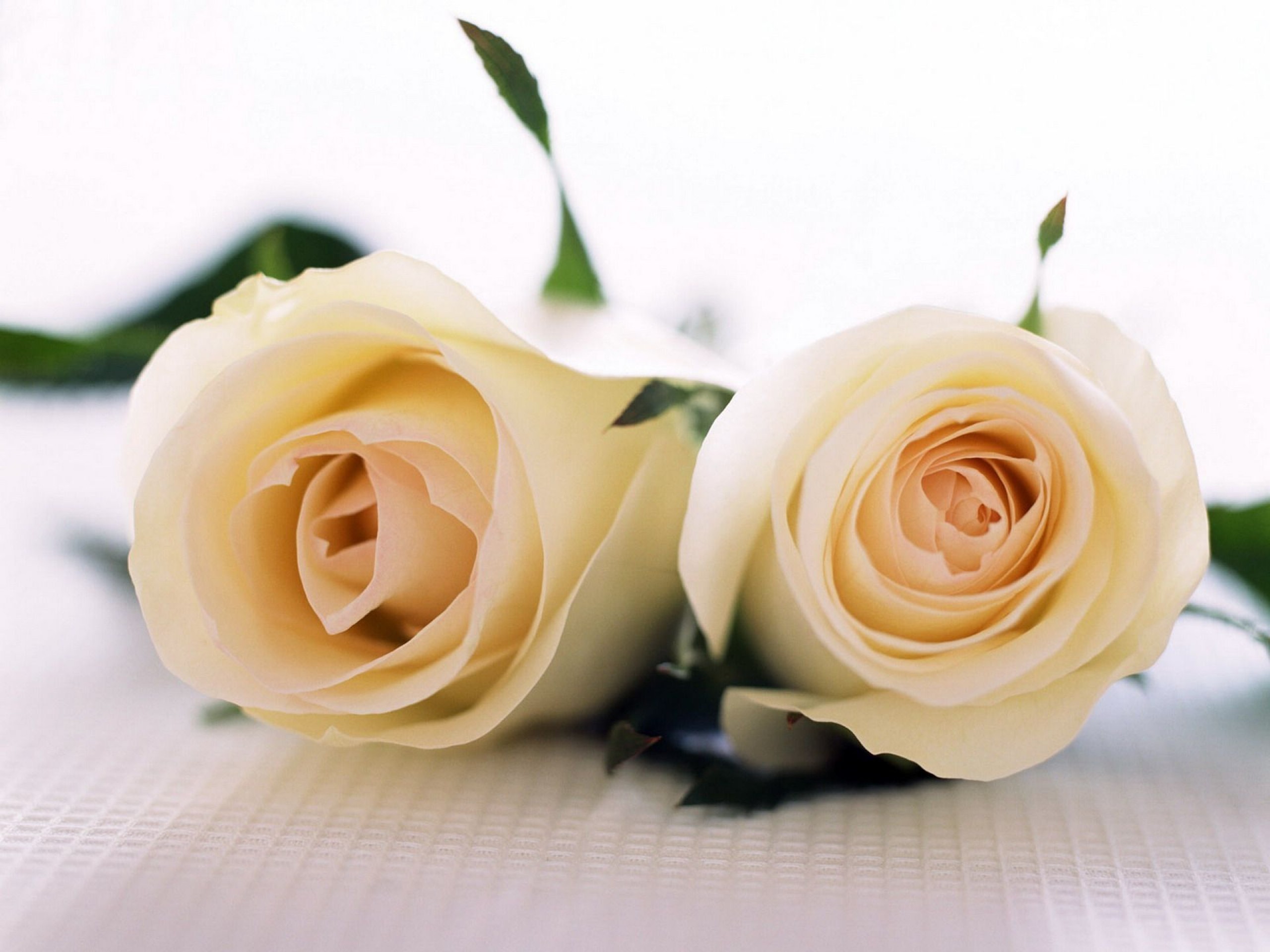 Картинки с двумя цветами. Белые розы. Цветы белые розы. Две белые розы. Красивые белые розы.