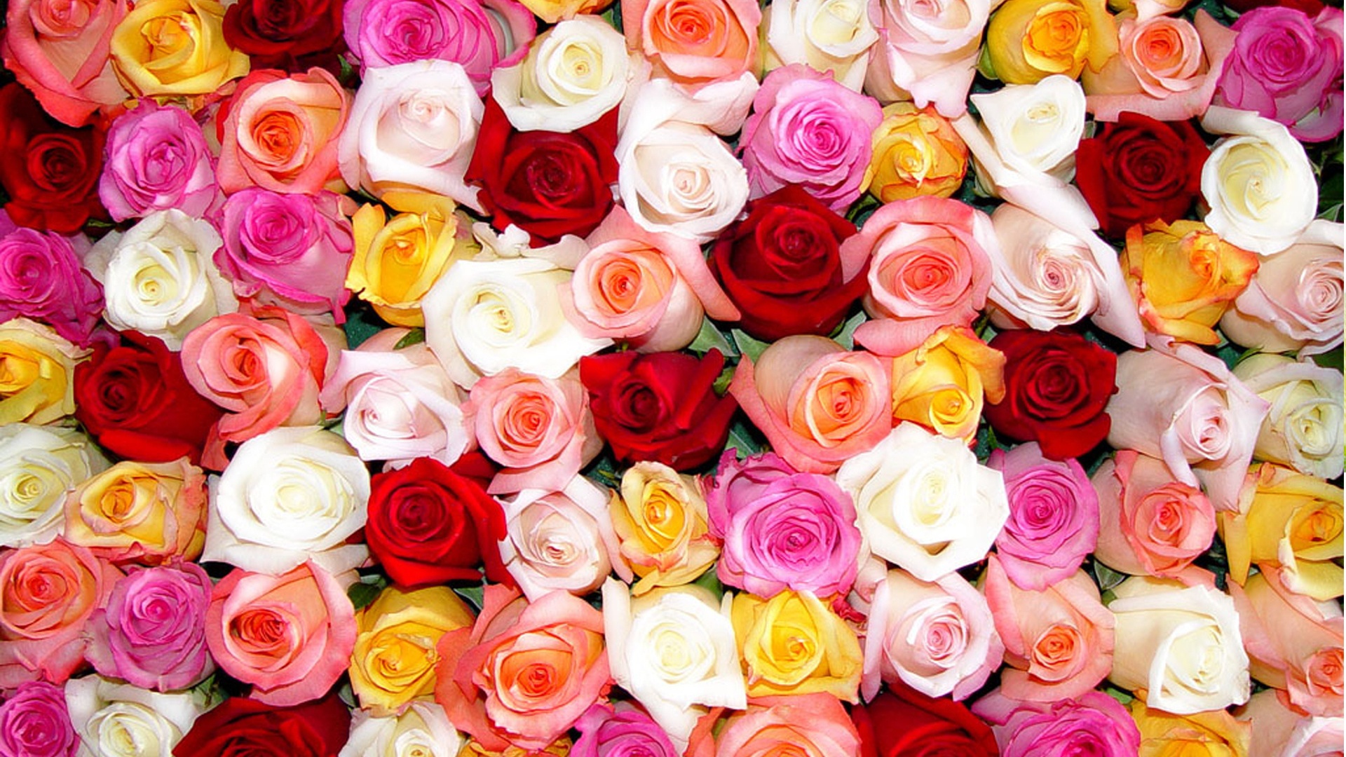 Multi-Colored Roses - Wallpaper, High Definition, High Quality, Widescreen