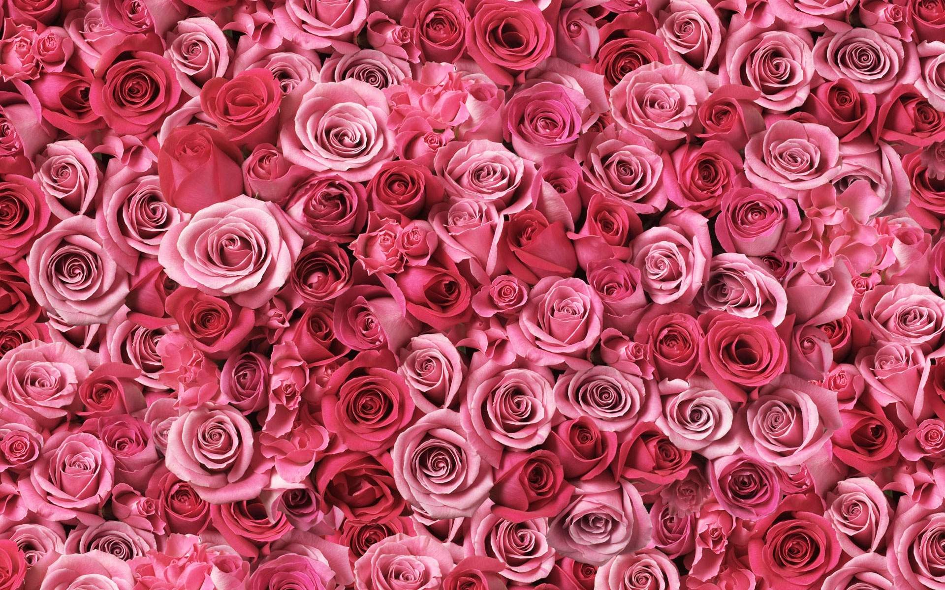 Pink Roses Wallpaper - Wallpaper, High Definition, High Quality, Widescreen