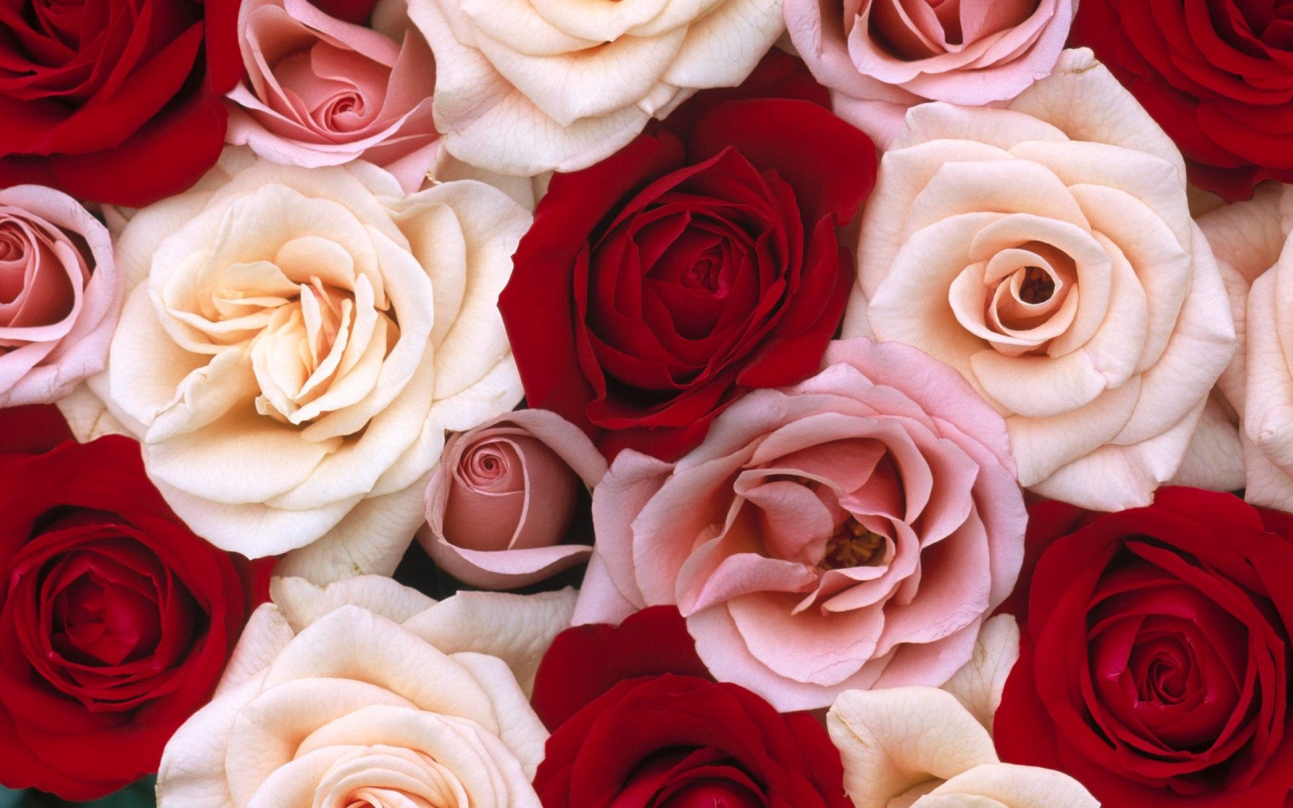 Фон на телефон красивые цветы. Цветы розы. Красивые розы. Розы обои.