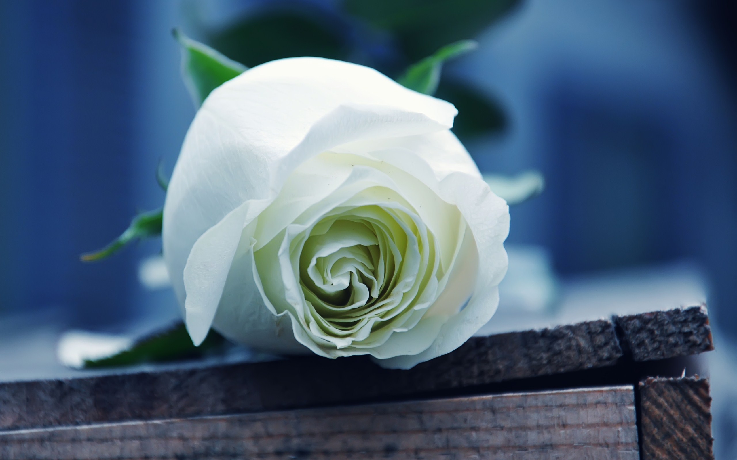 Atirgullar ochdi chiroy. Белые розы. Цветы белые розы. Красивые белые цветы.