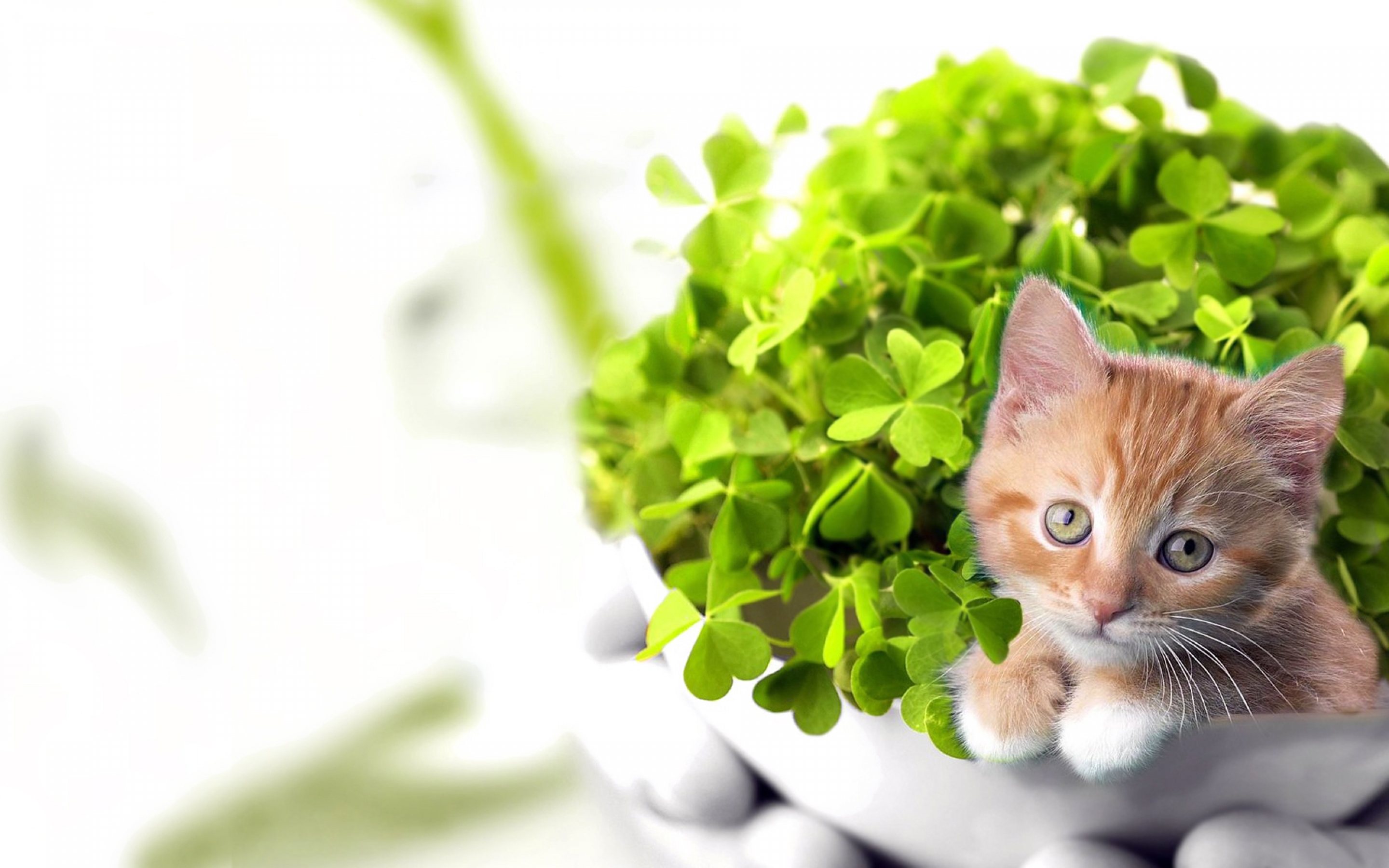 Питомцы кошечки. Котик на фоне зелени. Фон с котятами. Кот и Клевер. Котёнок на фоне цветов.