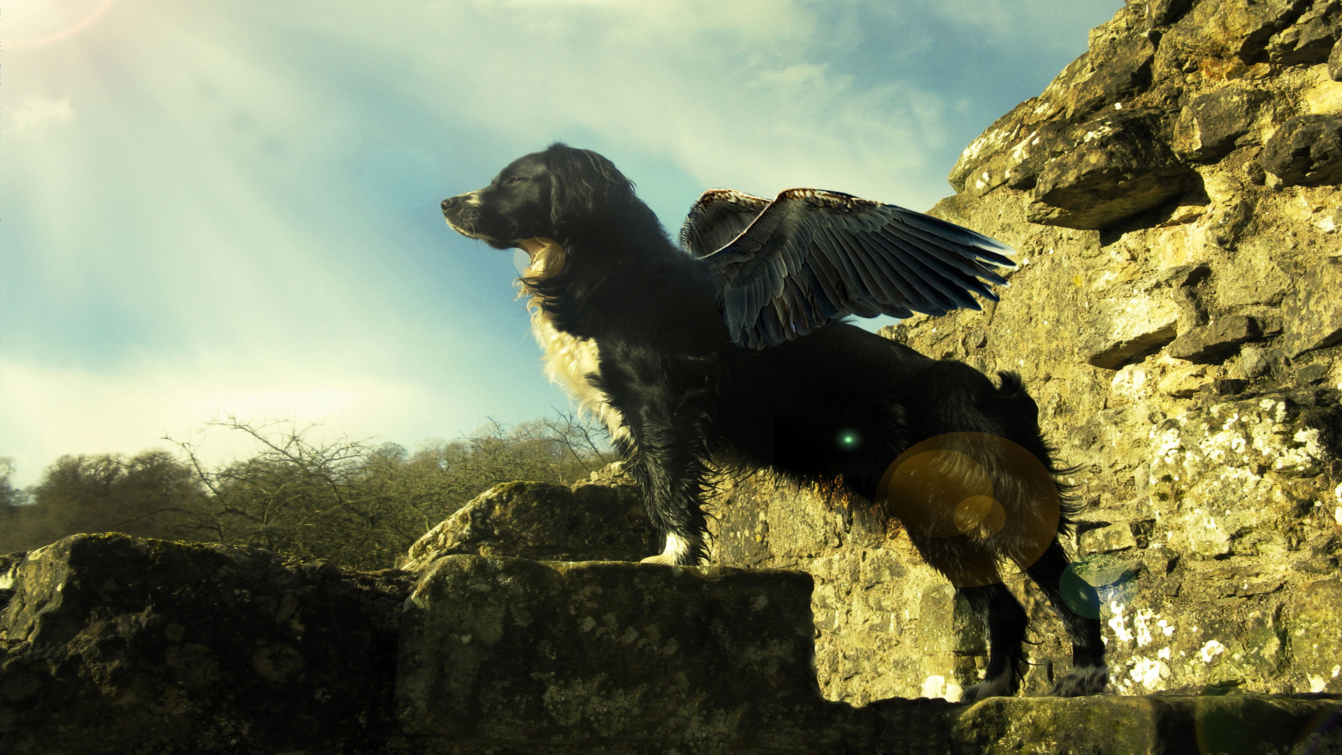 My dog can fly. Симуран крылатый волк. Собака с крыльями. Волк с крыльями. Крылатый пес.